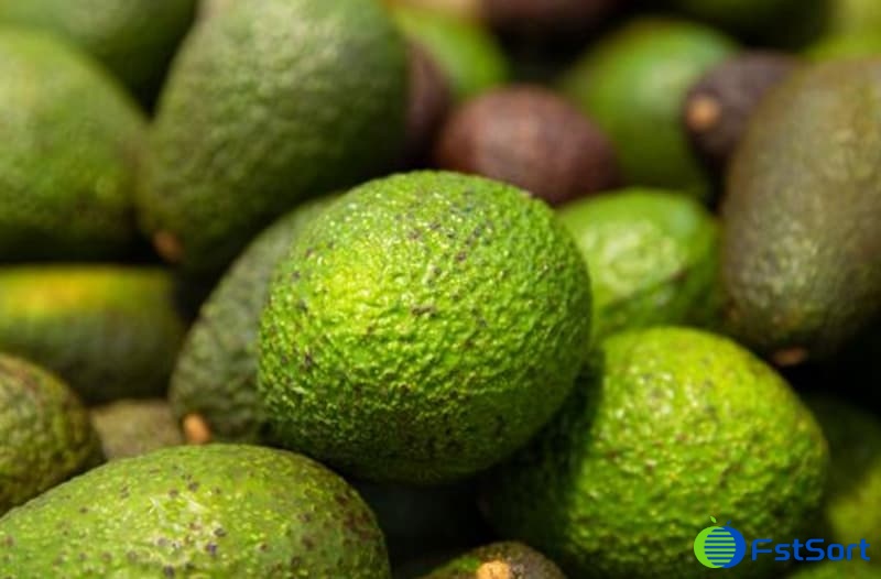 images/1695716159220Procesamiento de aguacate2.jpg